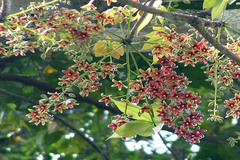 Sterculia foetida